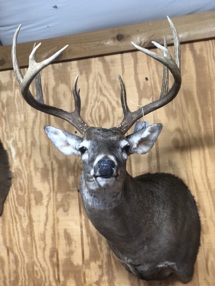Wild Side Taxidermy - taxidermy in Celeste, TX