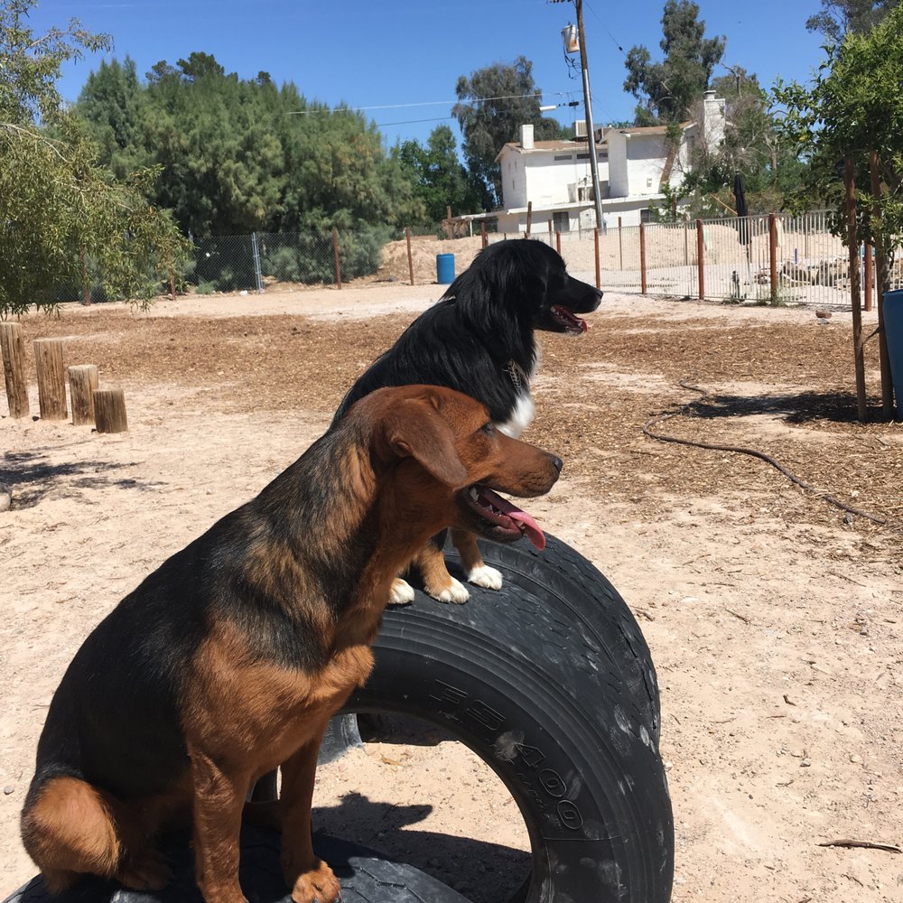 K-9 Kountry - Early training while young. - Pet Training Near Me - Las Vegas, Nevada K-9 Kountry - Early training while young. - Pet Training Near Me - Las Vegas, Nevada