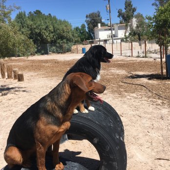 K-9 Kountry - Early training while young. - Pet Training Near Me - Las Vegas, Nevada K-9 Kountry - Early training while young. - Pet Training Near Me - Las Vegas, Nevada