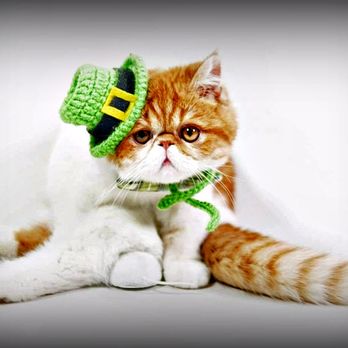 Eagle Ridge Exotic Shorthairs - Simon - Pet Breeders Near Me Eagle Ridge Exotic Shorthairs - Simon - Pet Breeders Near Me