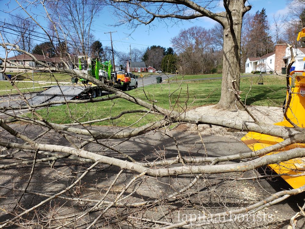 LaPila Arborists and Design - tree service in Rocky Hill, CT