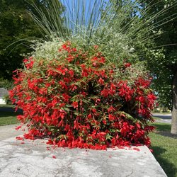 Blue Heron Restaurant - Flowers on patio