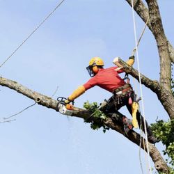 DHI Tree Services - Large Tree Removal