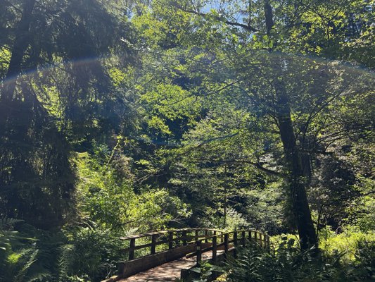 Pygmy Forest Discovery Trail by null