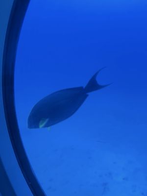 Atlantis Submarines Kona by null