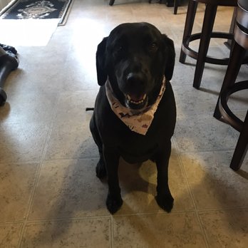 deena dees mobile pet spaw