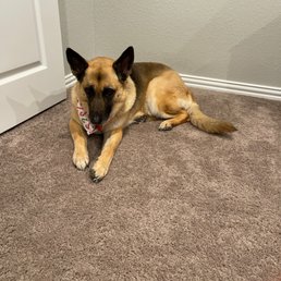 My dog My dog