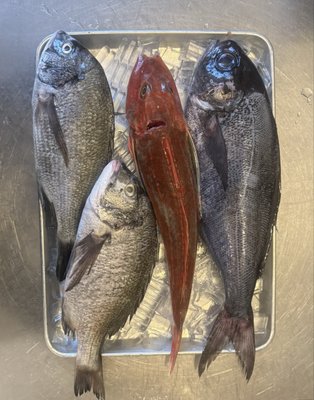 Ginza Sushi & Sake by null