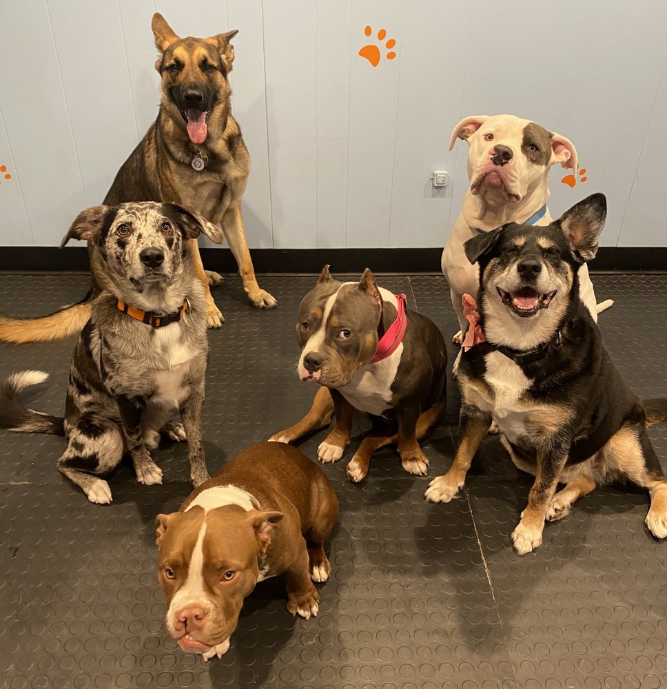 HAPPY PAWS Updated August 2024 10 Photos Mount Clemens, Michigan