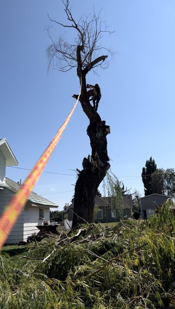 Tree Vision - tree service in Spokane, WA