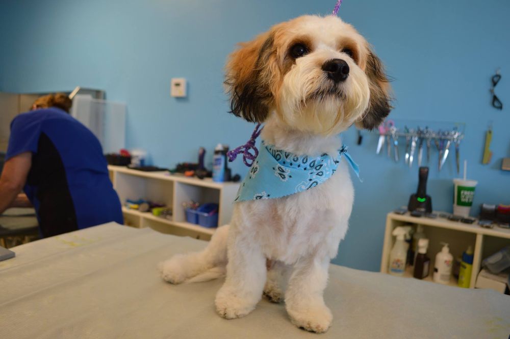 JOYFUL GROOMING Updated July 2024 15 Photos & 12 Reviews 567 S