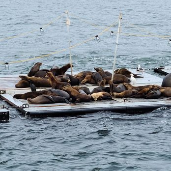 Brennan's Ireland - California seals doing what they do! - Travel Agents Near Me Brennan's Ireland - California seals doing what they do! - Travel Agents Near Me
