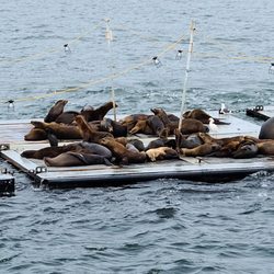 Brennan's Ireland - California seals doing what they do!