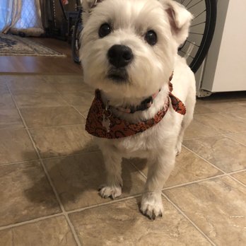 Dog Essentials LLC - Pet Training Near Me - Vernon, Connecticut