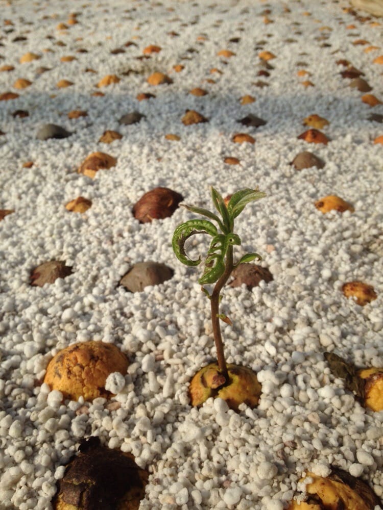 TREESEARCH FARMS 7625 Alabonson Rd, Houston, Texas Nurseries