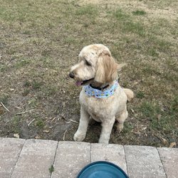 TLC Pet Salon - Large Dog Full Groom With Nail Trim