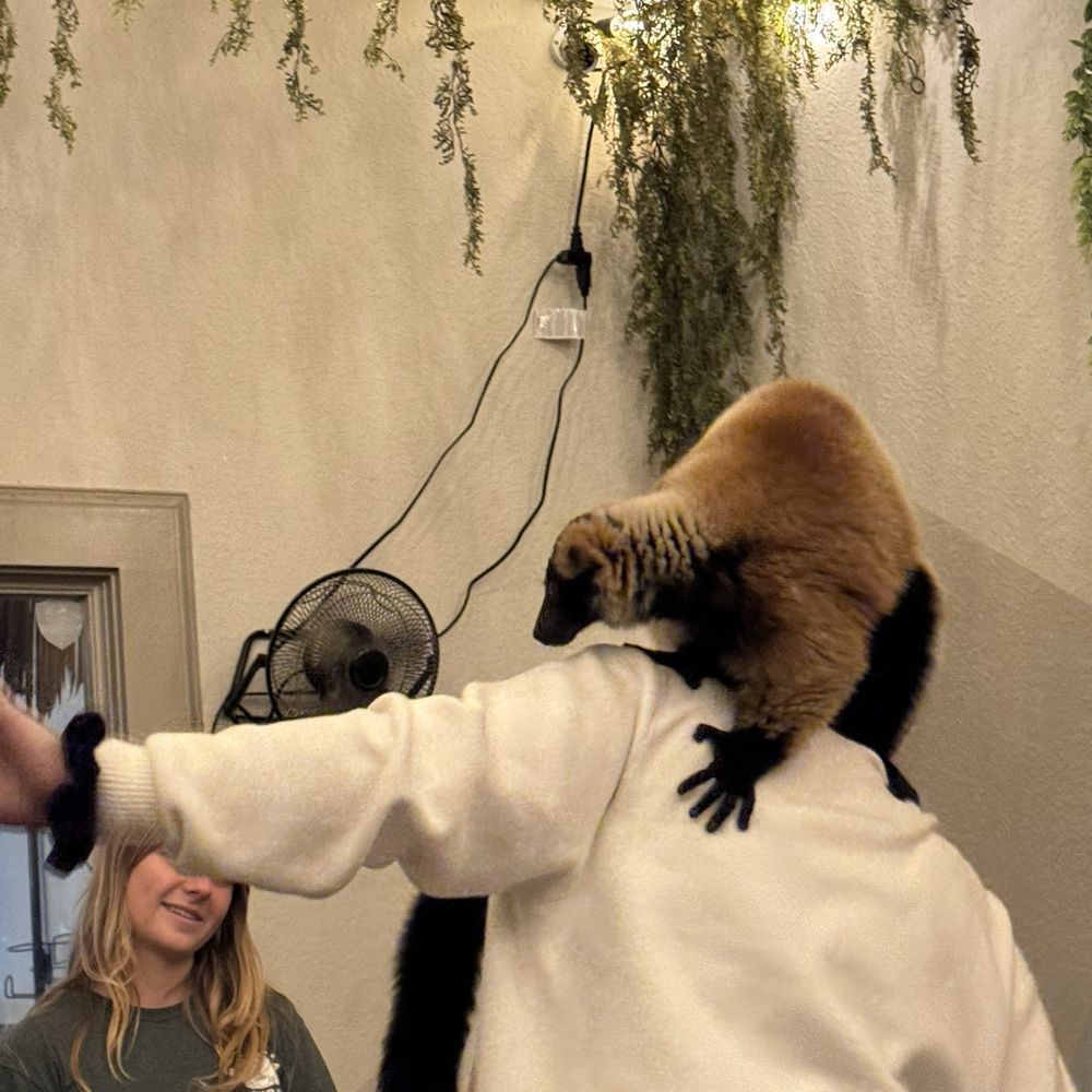 The Capybara Cafe - Lucy the Lemur with one of her favorite handlers - Themed Cafes Near Me - St. Augustine, Florida The Capybara Cafe - Lucy the Lemur with one of her favorite handlers - Themed Cafes Near Me - St. Augustine, Florida