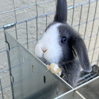 D'Rose Petting Zoo - Cute rabbit - Petting Zoos Near Me - Gilroy, California