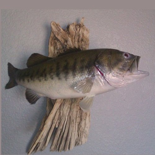 Above And Beyond Taxidermy - taxidermy in Pueblo West, CO