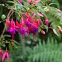 Photo of Borde Hill Garden