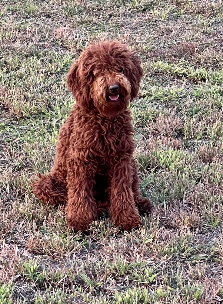 BAIN’S GOLDENS, DOODLES, AND POODLES Updated June 2024 Hope
