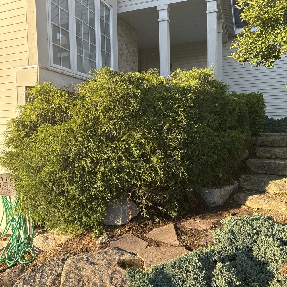 Bibian’s Landscaping - Bush trimmed after - Landscaping Near Me - Grand Rapids, Michigan