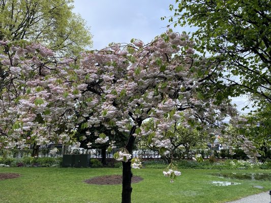 Queenstown Gardens by null