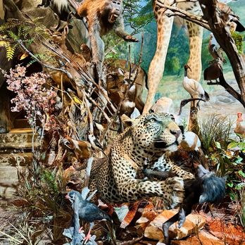 Warren Wildlife Gallery - Lion King Vibes - Museums Near Me - Austin, Texas Warren Wildlife Gallery - Lion King Vibes - Museums Near Me - Austin, Texas