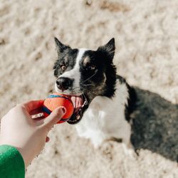 Charlie's Bark Park - Belleville