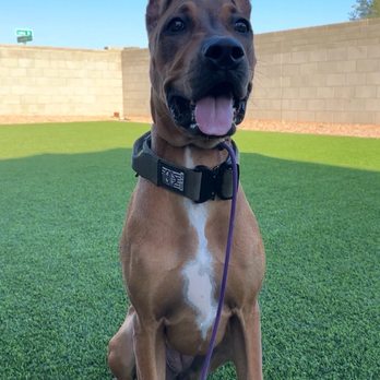 IB K9 - Spirit the Canis panther - Pet Training Near Me - Mesa, Arizona