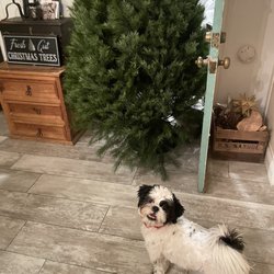 Rudy's Christmas - Jaxz approves!