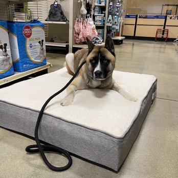 fourdoglovers - Stay in public setting - Pet Training Near Me - Upper Marlboro, Maryland