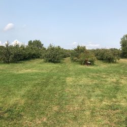 West Swanton Orchards
