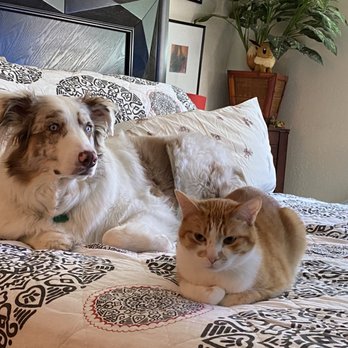 PetSmart - Pet Training Near Me - Salt Lake City, Utah