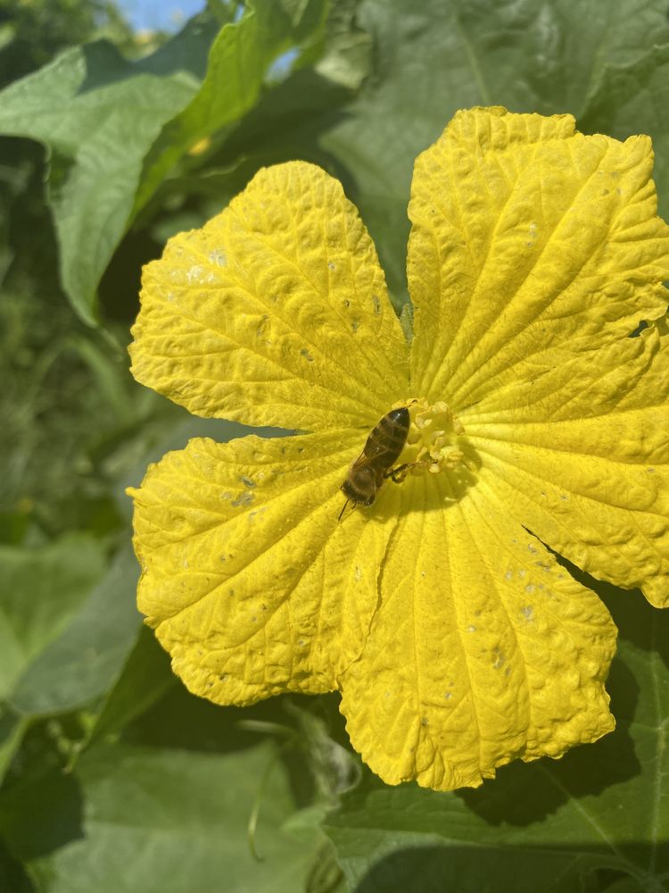 Nature's Circle - beekeeping in Aurora, TX