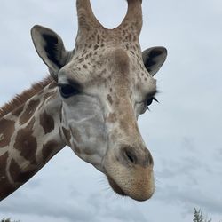 Safari North Wildlife Park - Giraffe