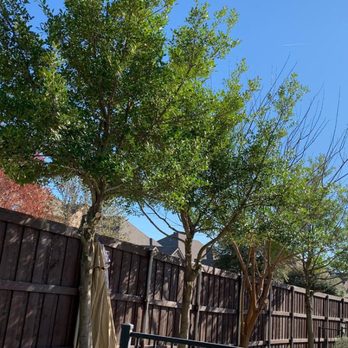 S Green Tree Services - Tree Services Near Me S Green Tree Services - Tree Services Near Me