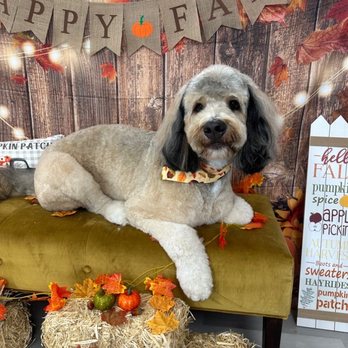 Luxe Pups - Fall vibes! - Pet Groomers Near Me - Chino, California Luxe Pups - Fall vibes! - Pet Groomers Near Me - Chino, California