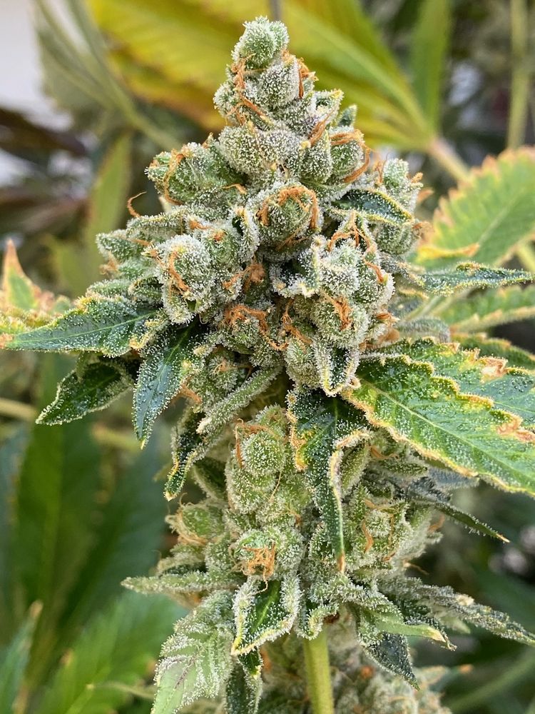 MILE HIGH WELLNESSGREEN STREET Updated October 2024 18 Photos