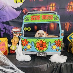 Star Mutts