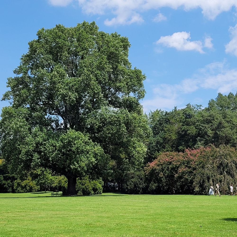 Maymont - Manicured lawns offer a wide field of green. - Parks Near Me - Richmond, Virginia Maymont - Manicured lawns offer a wide field of green. - Parks Near Me - Richmond, Virginia
