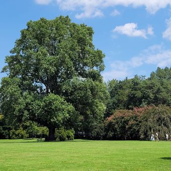 Maymont - Manicured lawns offer a wide field of green. - Parks Near Me - Richmond, Virginia Maymont - Manicured lawns offer a wide field of green. - Parks Near Me - Richmond, Virginia