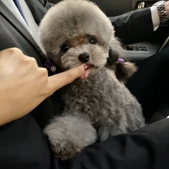 Pet Joy - Luna - Pet Groomers Near Me - Los Angeles, California