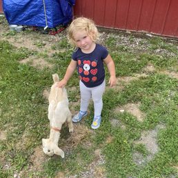 Baby goat at the farm. Baby goat at the farm.