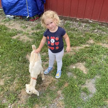 Old McDonald's Farm - Baby goat at the farm. - Fruits & Veggies Near Me - Sackets Harbor, New York Old McDonald's Farm - Baby goat at the farm. - Fruits & Veggies Near Me - Sackets Harbor, New York