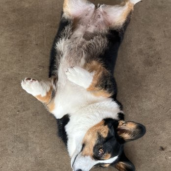 Mansfield Animal Clinic - A 28 lb corgi. - Veterinarians Near Me - Mansfield, Texas Mansfield Animal Clinic - A 28 lb corgi. - Veterinarians Near Me - Mansfield, Texas