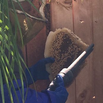Bee Gone Bee Removal Service - Rob gently retrieving bees..!! - Pest Control Near Me Bee Gone Bee Removal Service - Rob gently retrieving bees..!! - Pest Control Near Me
