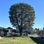 Photo of Rudy’s Tree Service