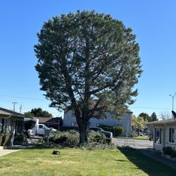 Rudy’s Tree Service - Stone Pine tree final results