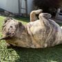 Photo of Zitch Dog Pet Sitting